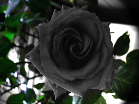 Hoa hồng đen còn tượng trưng cho điều gì